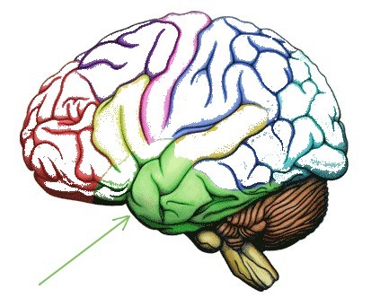 Temporal Lobe